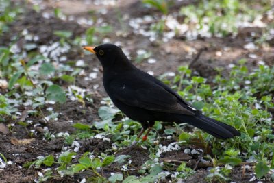 Kos (Turdus Merula)