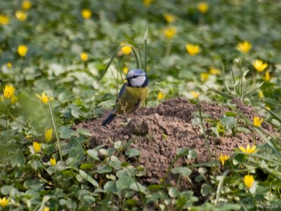 Sikora modra (Parus caeruleus)