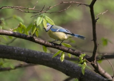 Sikora modra (Parus caeruleus)