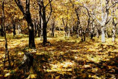 Falling Leaves