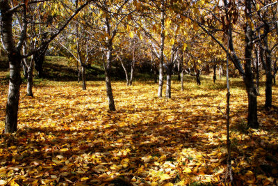 Autumn