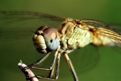 Dragonfly