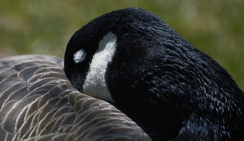 Bernache du Canada - Canada Goose