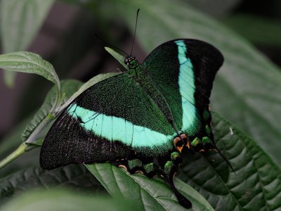 Papillons en libert