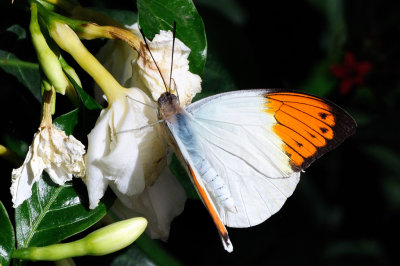 Papillons en libert - Jardin Botanique de Montral