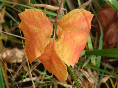 leaf.jpg