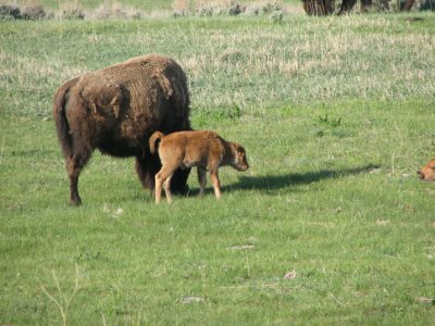 bison.jpg