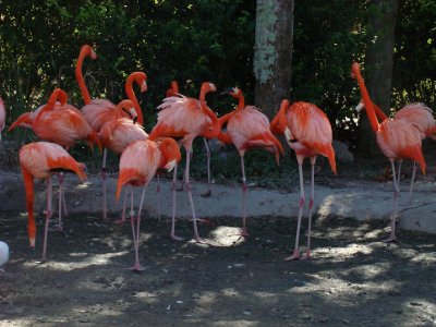 flamingoes2.jpg