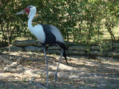 stork4.jpg