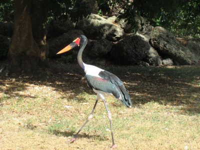 stork7.jpg