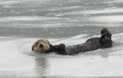 Wildlife--Sea Otter in Alaska