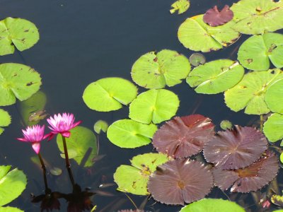 lotusblossom