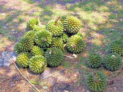 pandanus seeds