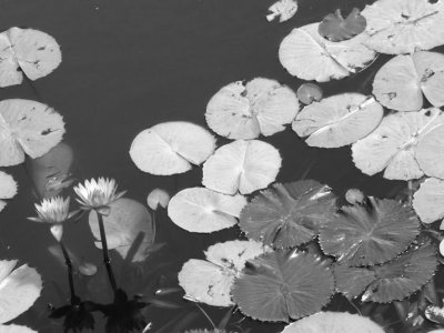 lotus blossom bw