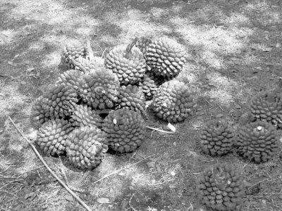 pandanus seed bw