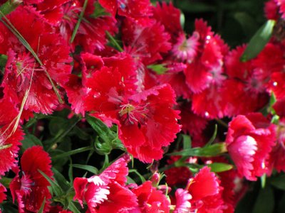 Red Flowers