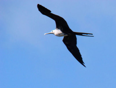 Frigate Bird Flying Above