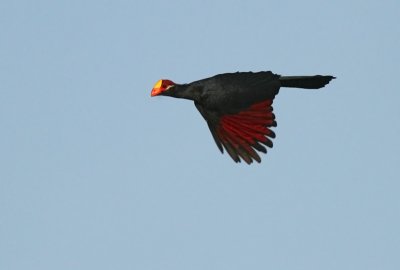 IMG_5958.-Violet-Turaco-Seleti-Senegal-10.12.07.jpg