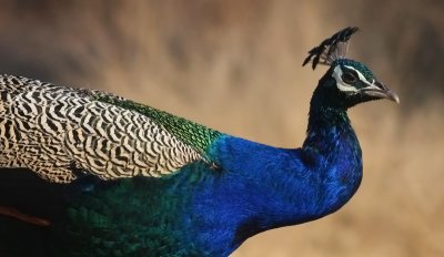 IMG_5409.Ranthambhore-11.2. Peacock