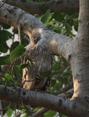 IMG_5177.-Ranthambhore-11.2. Brown fish owl