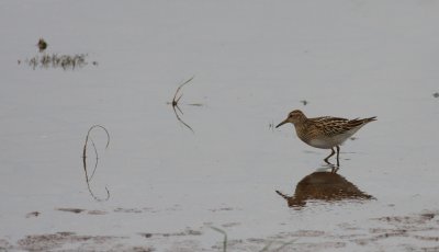 Pectoral Sandpiper - Calidris melanotos