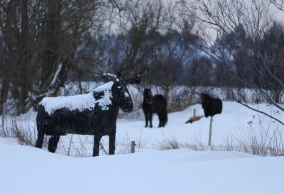 IMG_6872.Lille-Vildmose-8.Januar.jpg
