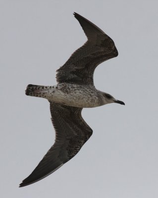IMG_5996.28.9.2009.jpg