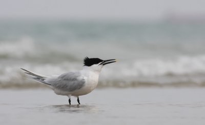 IMG_8641.25.4.2010.jpg
