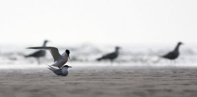 IMG_7725.25.4.2010.jpg