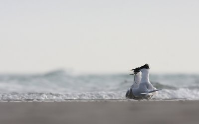 IMG_7784.25.4.2010.jpg