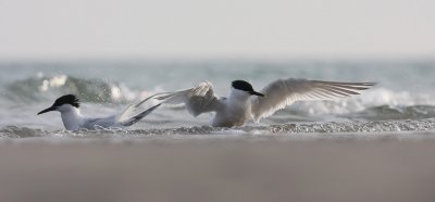 IMG_7900.25.4.2010.jpg