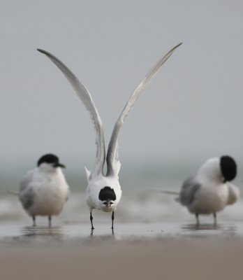 IMG_8349.25.4.2010.jpg
