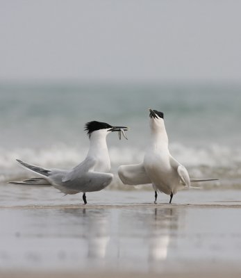 IMG_8207.25.4.2010.jpg