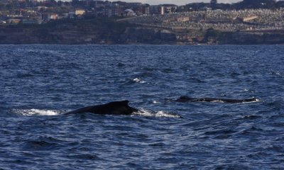 Humpback whale, Megaptera novaeangliae