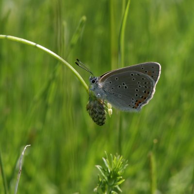 Purple-edged Copper, Lyacaena hippothoe (Violettkantad Guldvinge)