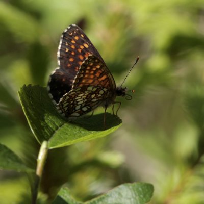 False Heath Fritillary, Melitaea diamina (Sotnätfjäril)