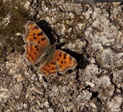 Comma, Polygonia C-album (Vinbärsfuks)
