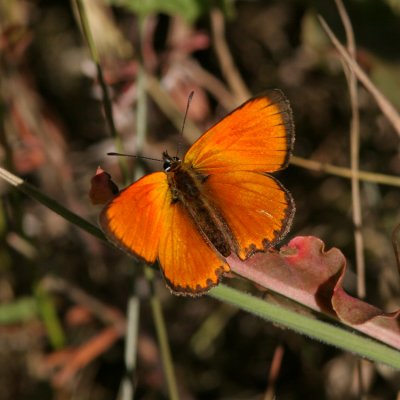 Scarce Copper, Lycaena virgaureae (Vitfläckig guldvinge)