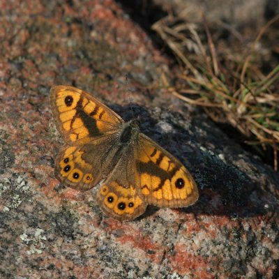 Wall Brown, Lasiommata megera (Svingelgräsfjäril)