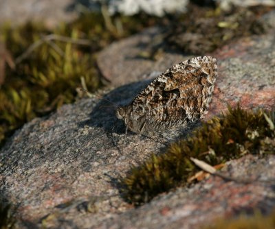 Grayling (Sandgräsfjäril) Hipparchia semele
