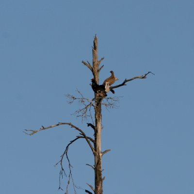 Black Grouse, Tetrao tetrix (Orre)