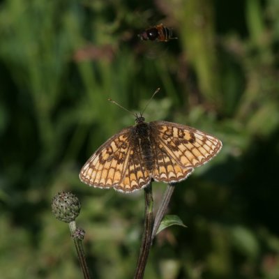 Heath Fritillary, Melitaea athalia (Skogsnätfjäril)