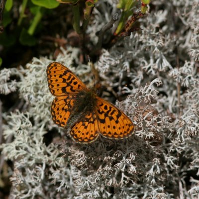 Pearl-bordered Fritillary, Boloria euphrosyne (Prydlig pärlemorfjäril)