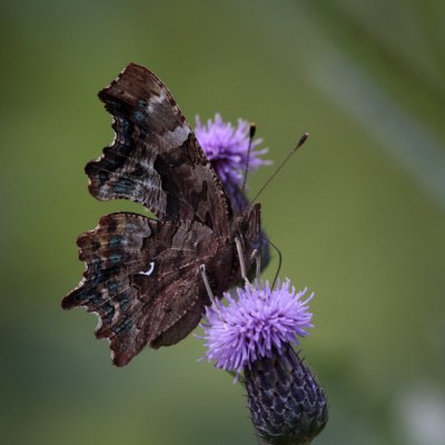 Comma, Polygonia C-album (Vinbärsfuks)