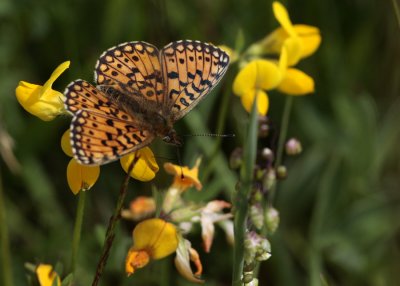 Silver-bordered Fritillary, Boloria selene (Brunfläckig pärlemorfjäril)