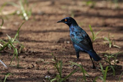 Cape Gloosy Starling