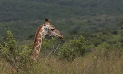 Giraffe, Giraffa camelopardalis