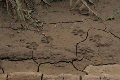 Leopard tracks