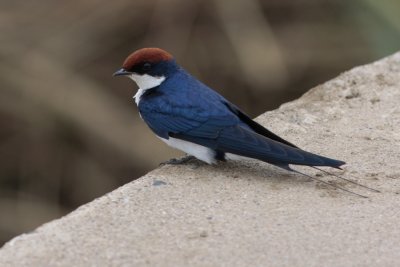 Wire-tailed Swallow, Hirundo smithii