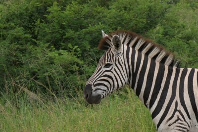 Zebra, Equus quagga